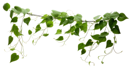 PNG  Green Vine plants green leaf vine