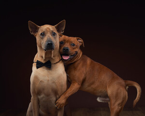 A Thai Ridgeback and a Staffordshire Bull Terrier pose together in a studio setting. two dogs...