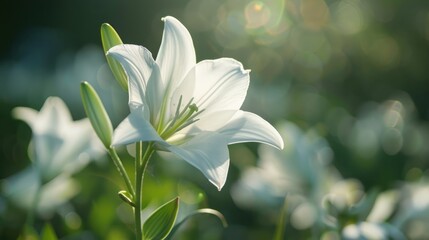 The Whitest Flower in the World