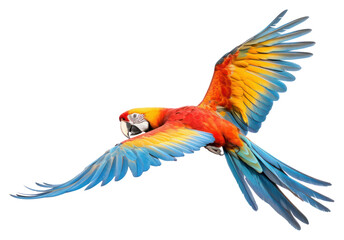 Fototapeta premium PNG Parrot fly animal macaw bird. 