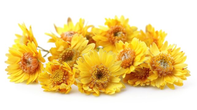 Yellow garden flowers called everlasting dry Xerochrysum bracteatum are isolated on a white background
