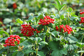 Some ripe viburnum on branch