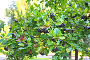 Black ashberry (Aronia melanocarpa)