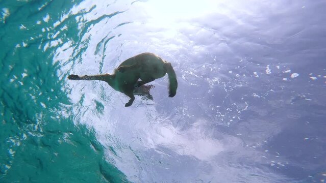 UNDERWATER BOTTOM UP: Canine friend joyfully swimming in crystal blue seawater. Refreshing and incredibly fun water activity for an active and adventurous doggo on summer holidays at the seaside.