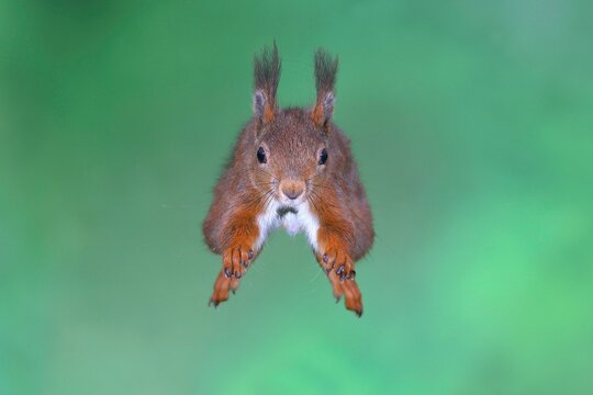 Eurasian red squirrel (Sciurus vulgaris), in vault, frontal, North Rhine-Westphalia, Germany, Europe