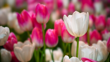 pink tulips in a garden