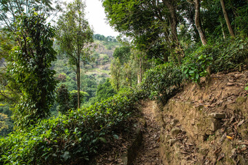 high mountain tea plantation in Sri Lanka