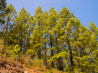 pine, green forest, lit by the golden sun, island of Tenerife against blue sky