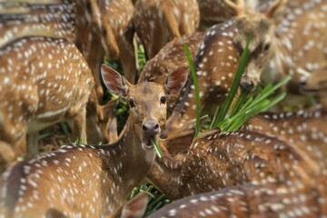 An axis deer stares at the camera in the crowd