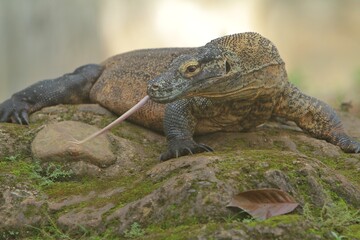 a young komodo dragon roamed the rocks sticking out its tongue watching the surroundings