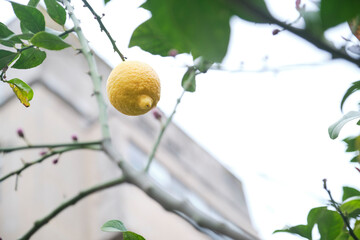 Agroecological lemon tree planted in an urban orchard. View from below of one of the fruits.