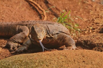 A salvator lizard looks at the camera on dry land while sticking out its tongue