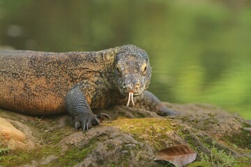 a young komodo dragon looks at the camera while sticking out its tongue