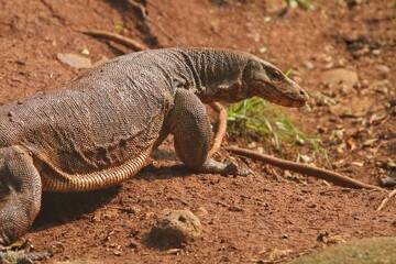 A salvator lizard walks on dry land while looking back