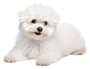 Obraz premium PNG A dog pet mammal animal. AI generated Image by rawpixel.