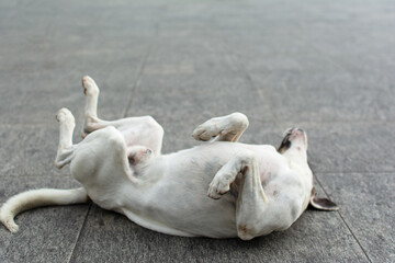 Fototapeta premium White dog lying on the street playing.