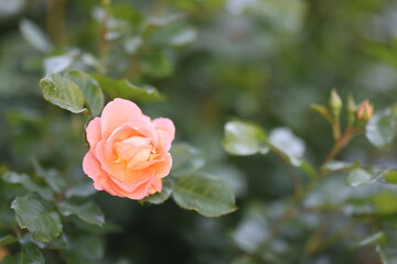 Single rose