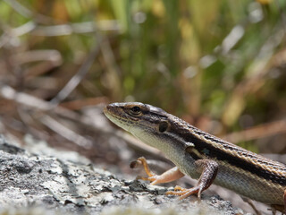 Psammodromus algirus