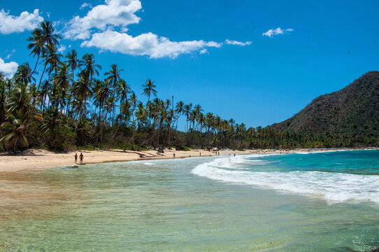 beach with palm trees and sea