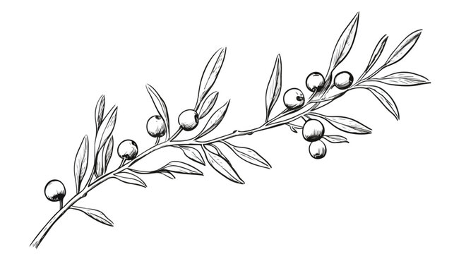 Single leaf of sea-buckthorn plant hand drawn sketc