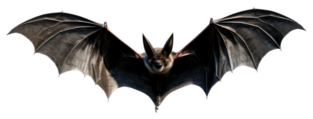 PNG Gothic bat animal black.