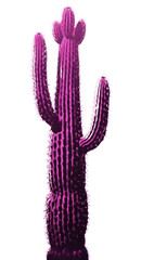 PNG Cactus purple magenta plant. 