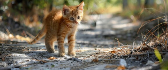 A Lost Lonely Yellow Kitten Stands, Its Solitude Palpable As It Searches For Companionship, High quality photography	