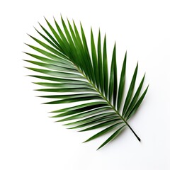 Palm Leaf On White Background, Generative AI