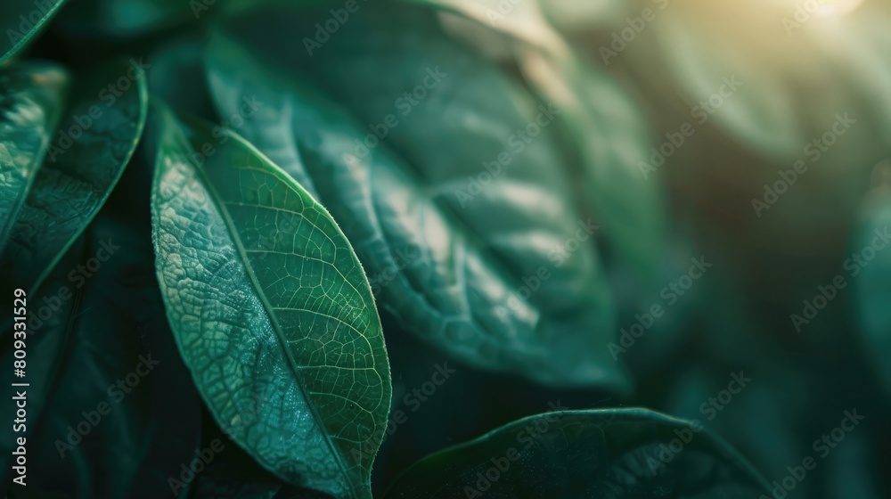 Wall mural texture of a green leaf in the morning sun leaf background texture - Wall murals