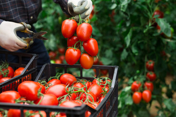 Unrecognizable man putting cutted branch of harvested tomatoes in box in garden