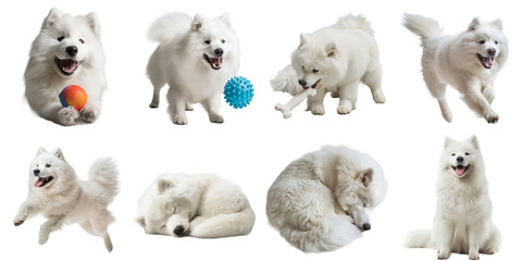 Samoyed dog png set mockup in 3d transparent no background for decoration.