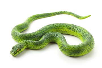 Green wooden snake on isolated white background with neat tail 