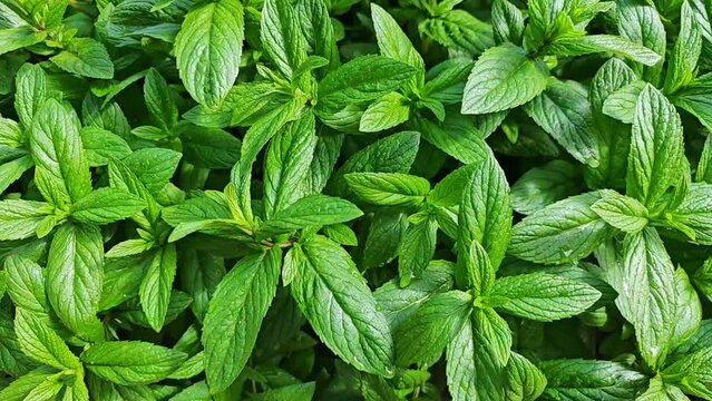 Waterdrops falls on mint leaves