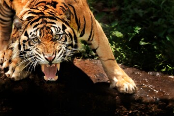 A sumatran tiger looks at the camera while roaring
