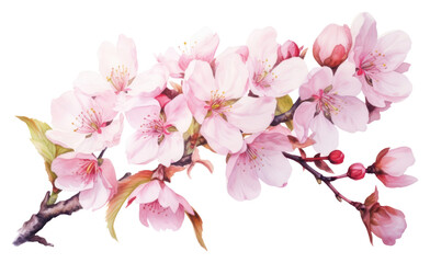 Obraz premium PNG Blossom flower cherry plant.