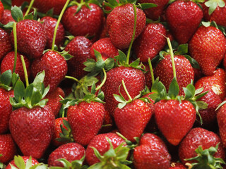 Delicious and Tasty Strawberries are Looking Amazing