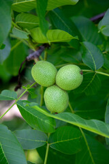 Green walnuts growing on a tree branch..