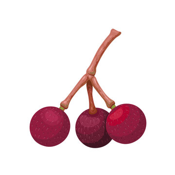 Vector illustration, Grewia asiatica, commonly known as phalsa or falsa, isolated on white background.