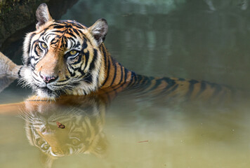 Sumatra Tiger Reflection of the bank of the river