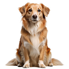Sitting dog isolated on transparent background, png