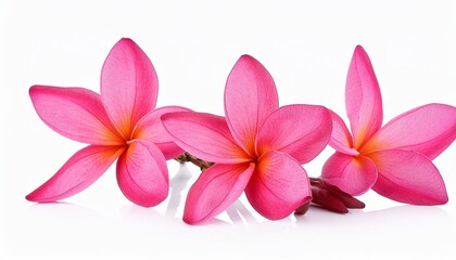 pink plumeria or frangipani flowers isolated on white background