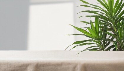 soft beige cotton tablecloth on counter table tropical dracaena tree in sunlight on white wall background for luxury fresh organic cosmetic skincare beauty treatment product display 3d