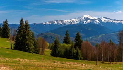 coniferous forest on the grassy hills and meadows of the carpathian countryside in spring mountainous landscape of ukraine with snow capped tops of borzhava range in the distance on a sunny day