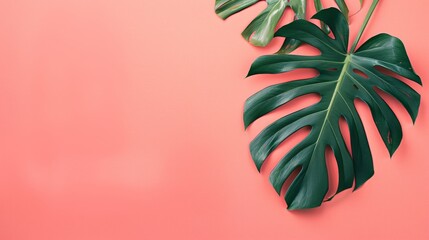 A monstera leaf on the right side of an empty pink background in a flat lay, with a banner including a copy space area for design and text. 