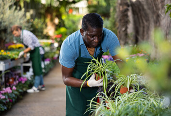 Focused adult african american worker of gardening store arranging chlorophytum plants with...