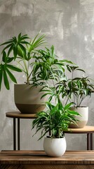 Three potted plants of varying heights and shades of green sit gracefully atop a wooden table, bringing a touch of nature indoors