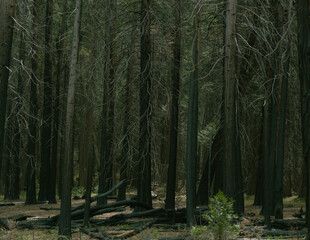 Background of dark trees in Yosemite national park.