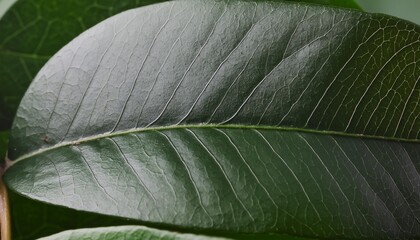 macro leaves background