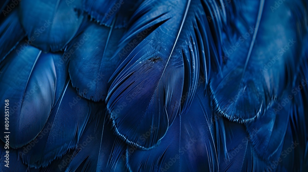 Wall mural Macro of Blue Feathers Texture as Background. Swan Feather. Dark Blue Feather Vintage Backdrop