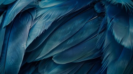 Macro of Blue Feathers Texture as Background. Swan Feather. Dark Blue Feather Vintage Backdrop